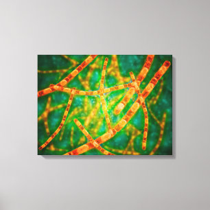 Mikroskopisk vy av mjältbrand 2 canvastryck