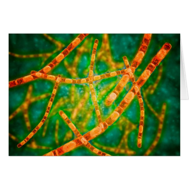 Mikroskopisk vy av mjältbrand 2 hälsningskort (Framsidan Horizontal)