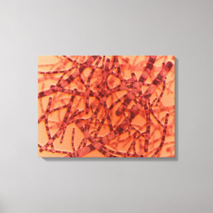 Mikroskopisk vy av mjältbrand 3 canvastryck