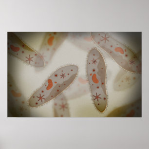 Mikroskopisk vy av paramecium 1 poster