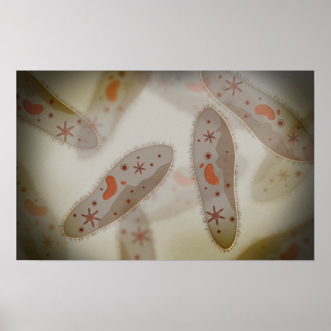 Mikroskopisk vy av paramecium 1 poster (Framsidan)