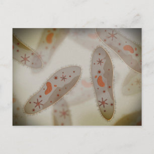 Mikroskopisk vy av paramecium 1 vykort