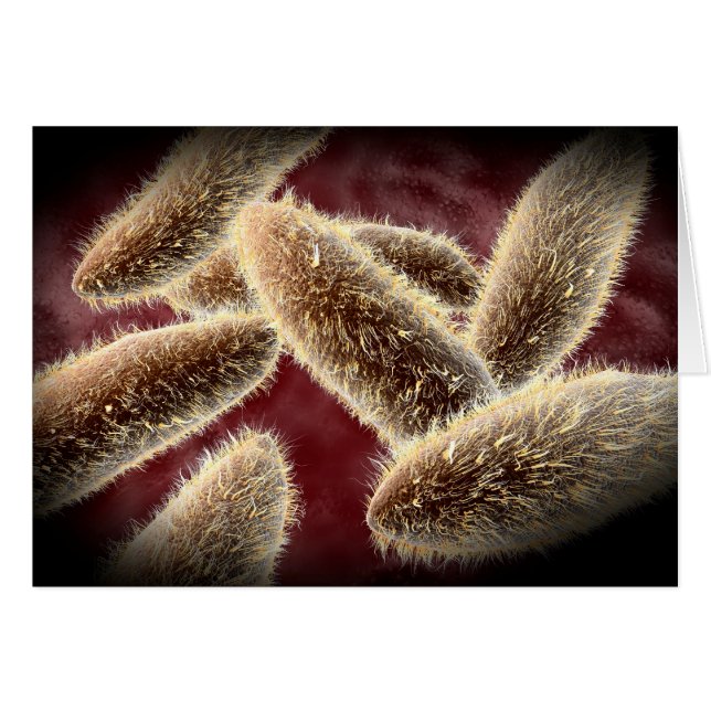 Mikroskopisk vy av paramecium 2 hälsningskort (Framsidan Horizontal)