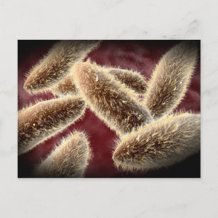 Mikroskopisk vy av paramecium 2 vykort