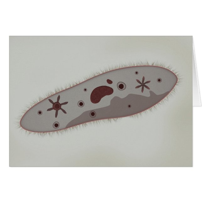 Mikroskopisk vy av paramecium 3 hälsningskort (Framsidan Horizontal)