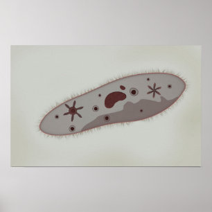 Mikroskopisk vy av paramecium 3 poster
