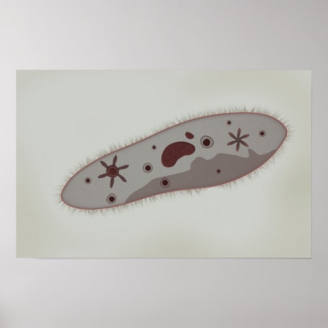 Mikroskopisk vy av paramecium 3 poster (Framsidan)