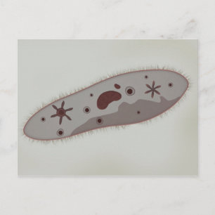 Mikroskopisk vy av paramecium 3 vykort