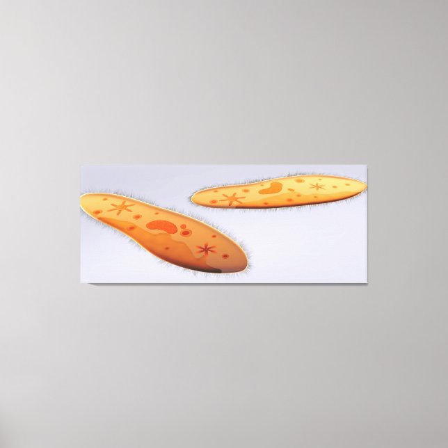 Mikroskopisk vy av paramecium 4 canvastryck (Framsida)