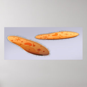 Mikroskopisk vy av paramecium 4 poster