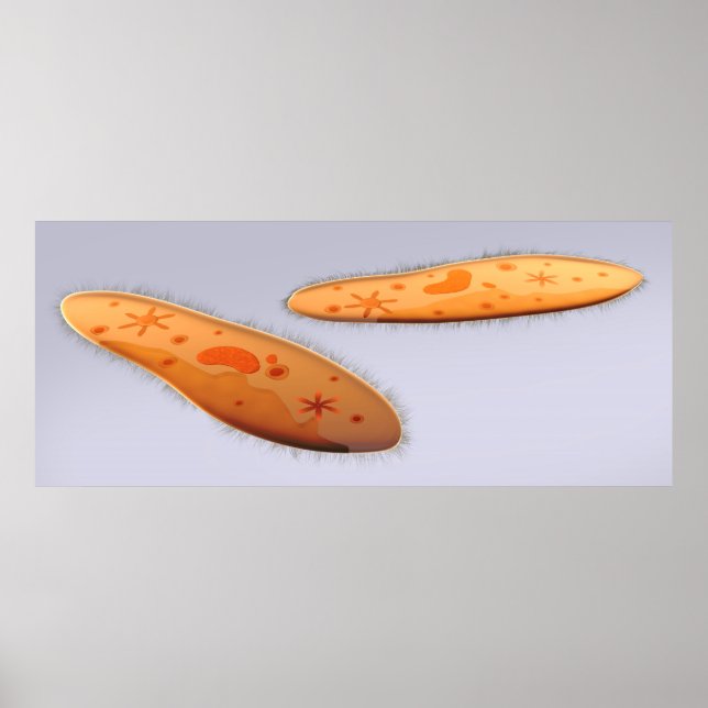 Mikroskopisk vy av paramecium 4 poster (Framsidan)
