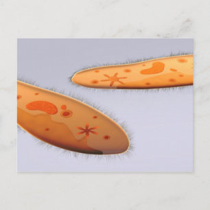Mikroskopisk vy av paramecium 4 vykort