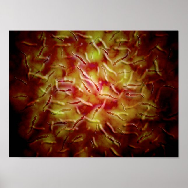 Mikroskopisk vy av Sperm Poster (Framsidan)