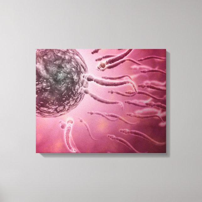 Mikroskopisk vy av Sperm Swimming mot ägg 4 Canvastryck (Framsida)
