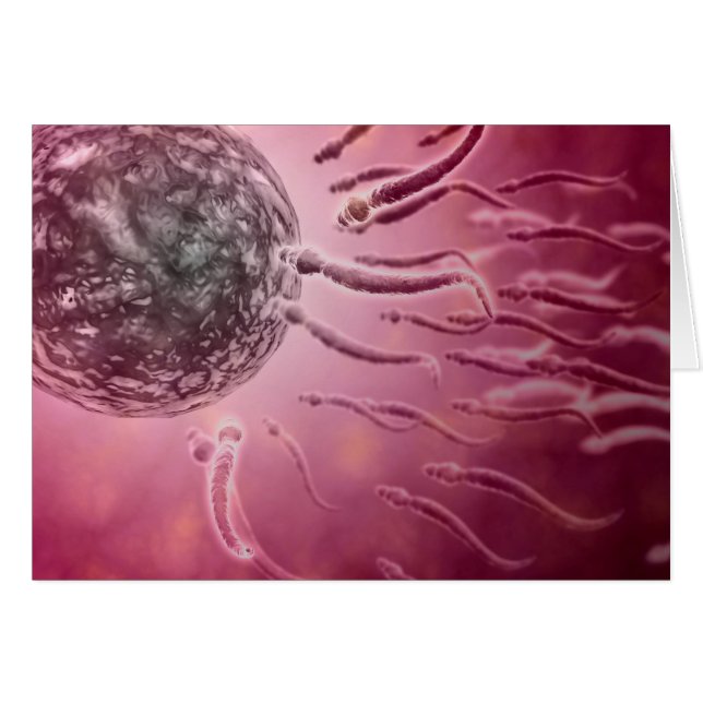 Mikroskopisk vy av Sperm Swimming mot ägg 4 Hälsningskort (Framsidan Horizontal)