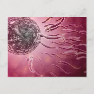 Mikroskopisk vy av Sperm Swimming mot ägg 4 Vykort