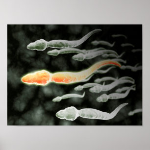 Mikroskopisk vy av Sperm Traveling Poster