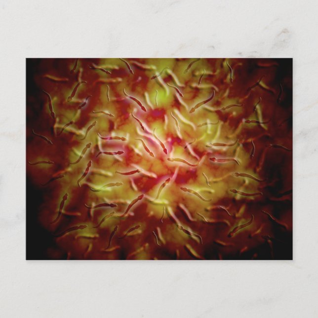 Mikroskopisk vy av Sperm Vykort (Framsida)