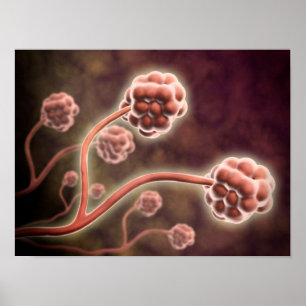 Mikroskopisk vy av stachybotrys Chartarum Poster