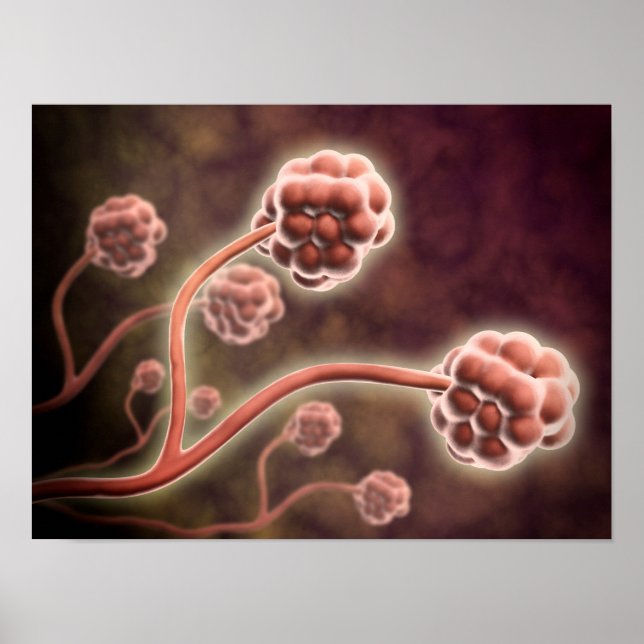 Mikroskopisk vy av stachybotrys Chartarum Poster (Framsidan)