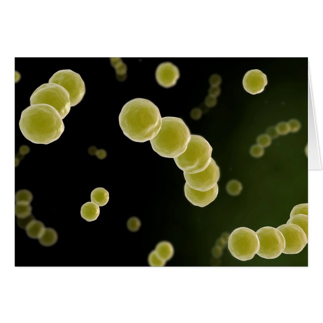Mikroskopisk vy av Streptococcus 1 Hälsningskort (Framsidan Horizontal)