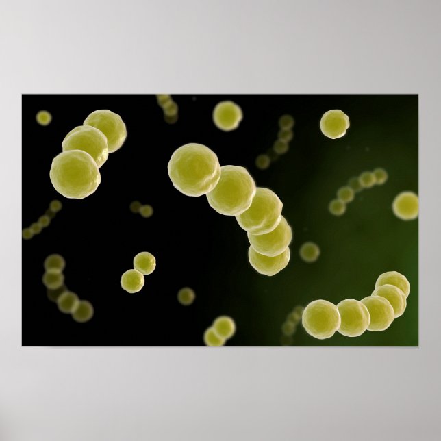 Mikroskopisk vy av Streptococcus 1 Poster (Framsidan)