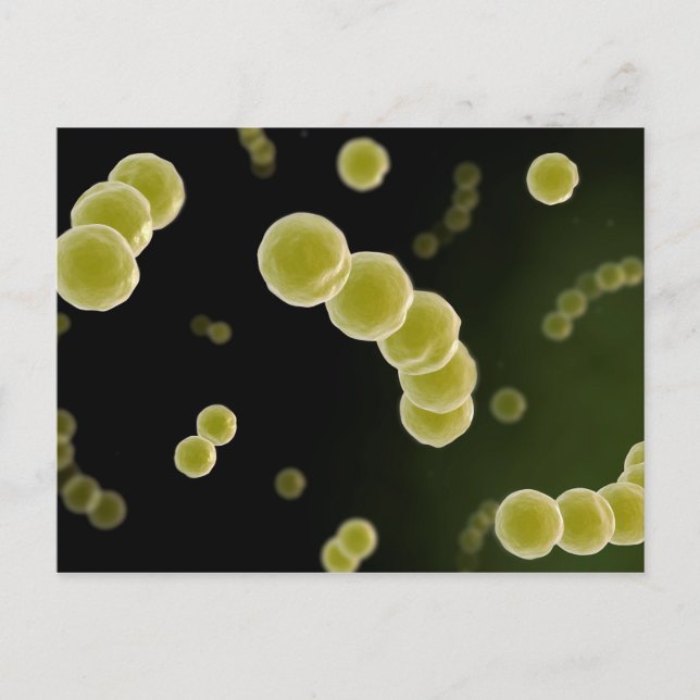 Mikroskopisk vy av Streptococcus 1 Vykort (Framsida)