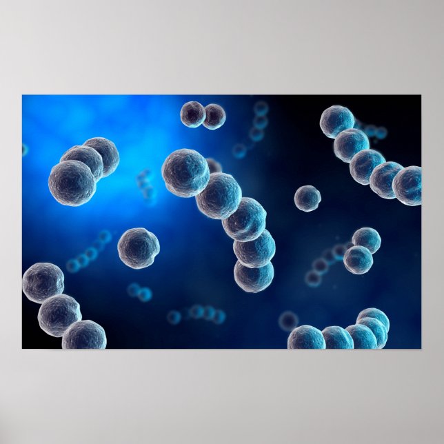 Mikroskopisk vy av Streptococcus 2 Poster (Framsidan)