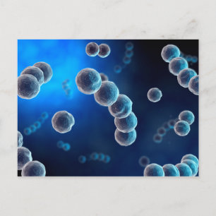 Mikroskopisk vy av Streptococcus 2 Vykort