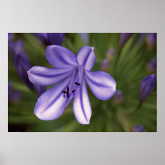 Mikroskopisk vy poster