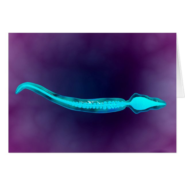 Mikroskopisk vy som visar benstrukturen hos Sperm Hälsningskort (Framsidan Horizontal)