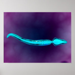 Mikroskopisk vy som visar benstrukturen hos Sperm Poster