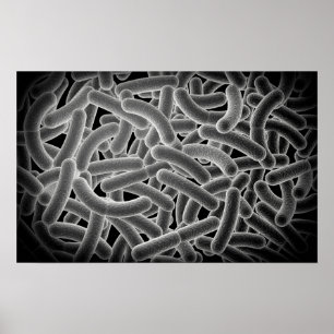 Mikroskopiskt beskåda av Bacilli bakterier Poster
