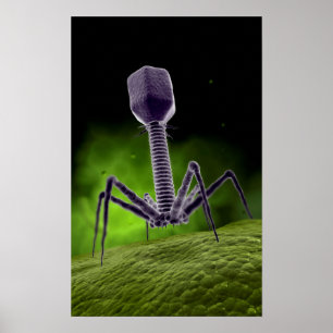 Mikroskopiskt beskåda av Bacteriophage Poster