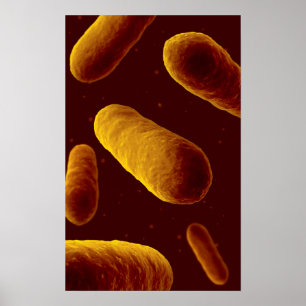 Mikroskopiskt beskåda av bakterier 3 poster