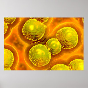 Mikroskopiskt beskåda av klamydia poster