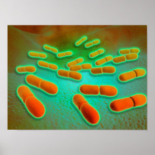 Mikroskopiskt beskåda av listeriaen Monocytogenes Poster