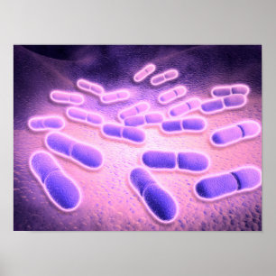 Mikroskopiskt beskåda av listeriaen Monocytogenes Poster