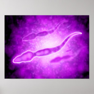 Mikroskopiskt beskåda av Male spermaceller Poster