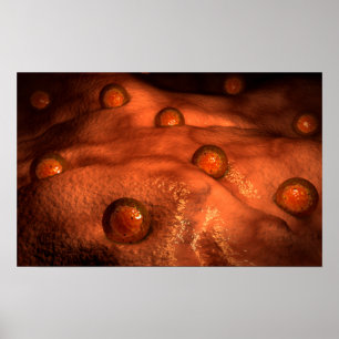 Mikroskopiskt beskåda av Ovules Poster