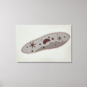 Mikroskopiskt beskåda av Paramecium 3 Canvastryck