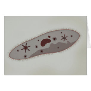 Mikroskopiskt beskåda av Paramecium 3 Hälsningskort