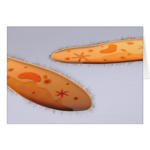 Mikroskopiskt beskåda av Paramecium 4 Hälsningskort