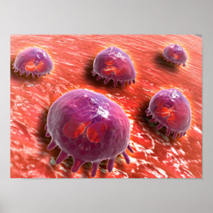 Mikroskopiskt beskåda av Phagocytic Macrophages 3 Poster