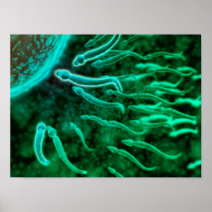 Mikroskopiskt beskåda av spermasimning in mot äg poster