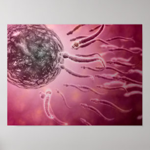 Mikroskopiskt beskåda av spermasimning in mot äg poster