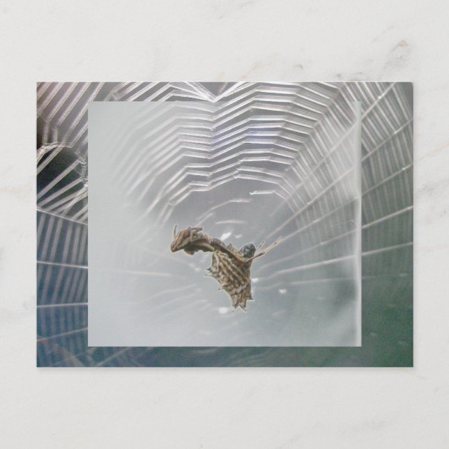 Mikrothena Webben & Spider-vykort Vykort (Framsida)