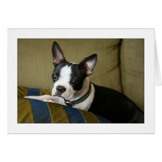 Miley the Boston Terrier Puppy Hälsningskort