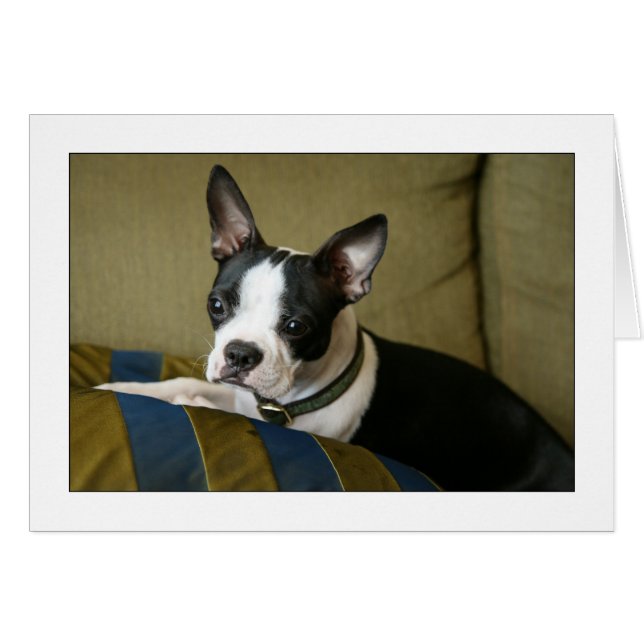 Miley the Boston Terrier Puppy Hälsningskort (Framsidan Horizontal)