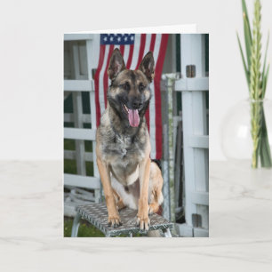 militär hund kort
